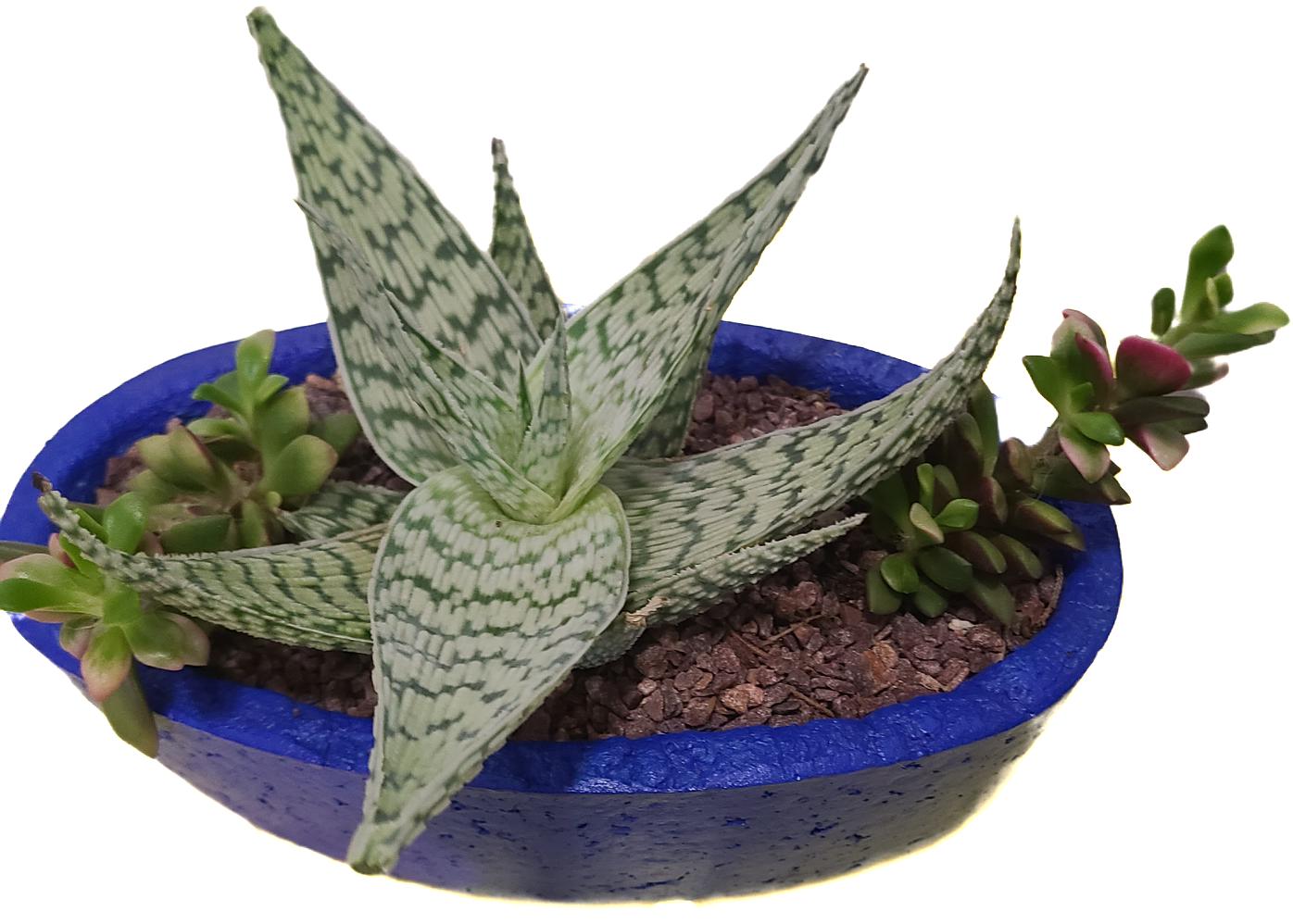 Aloe dorothease