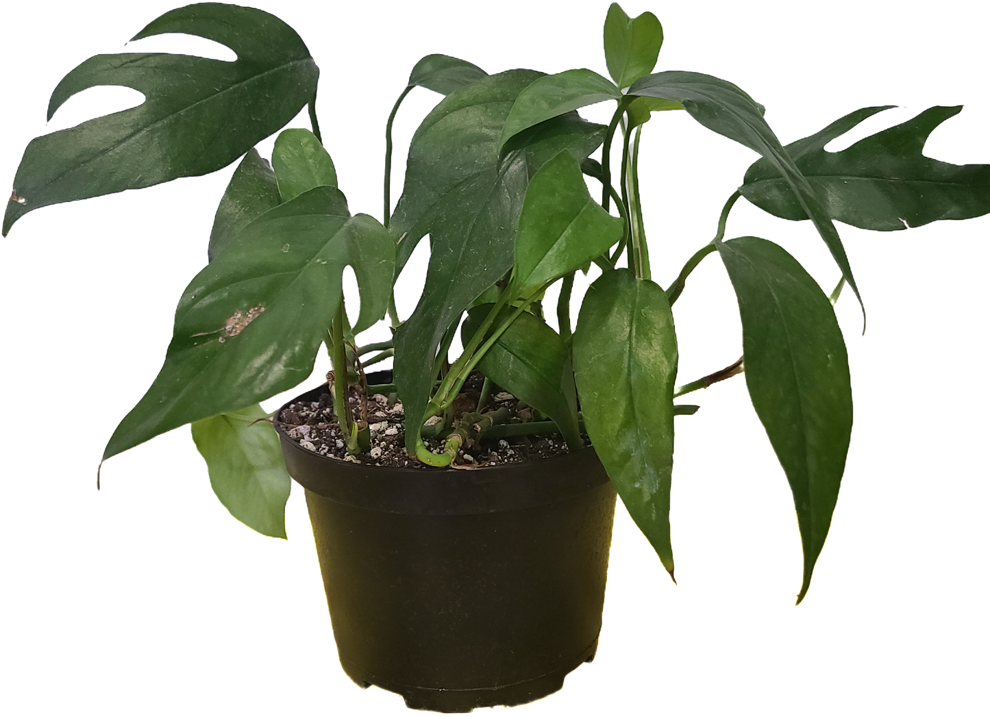 Rhaphidophora tetrasperma, commonly known as the "mini monstera" or "Monstera minima".