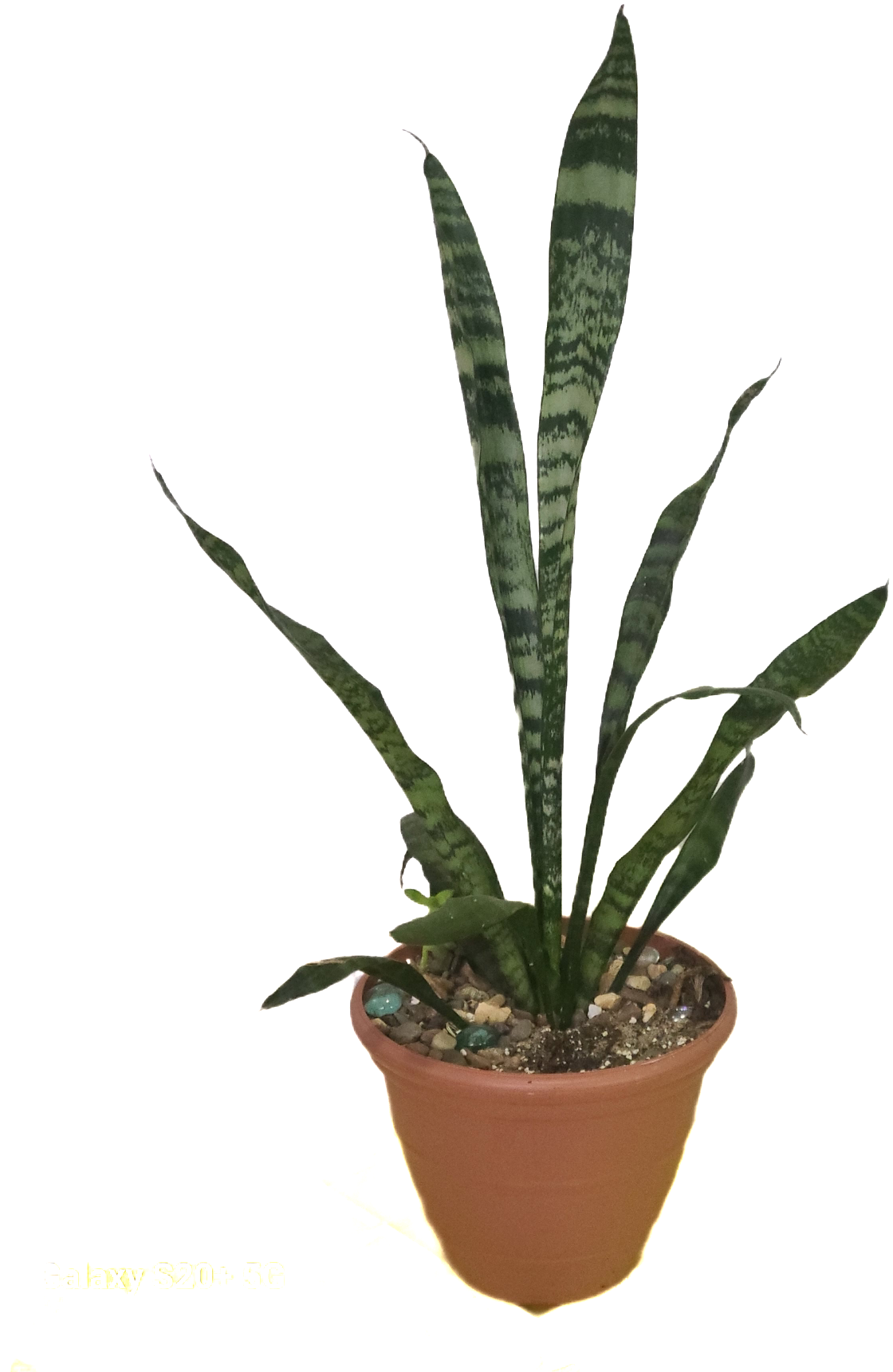 Mother-in-law's Tongue (Sansevieria trifasciata 'Zeylanica' variety)