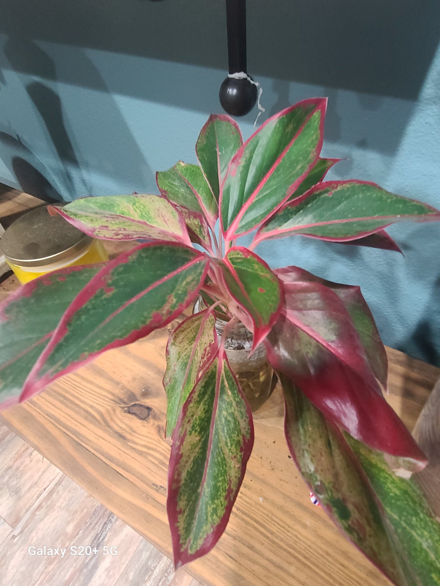 Aglaonema Firecracker