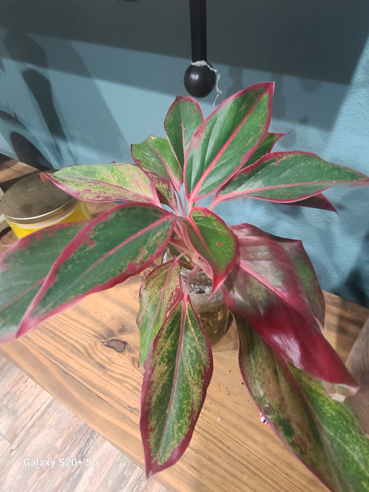Aglaonema Firecracker