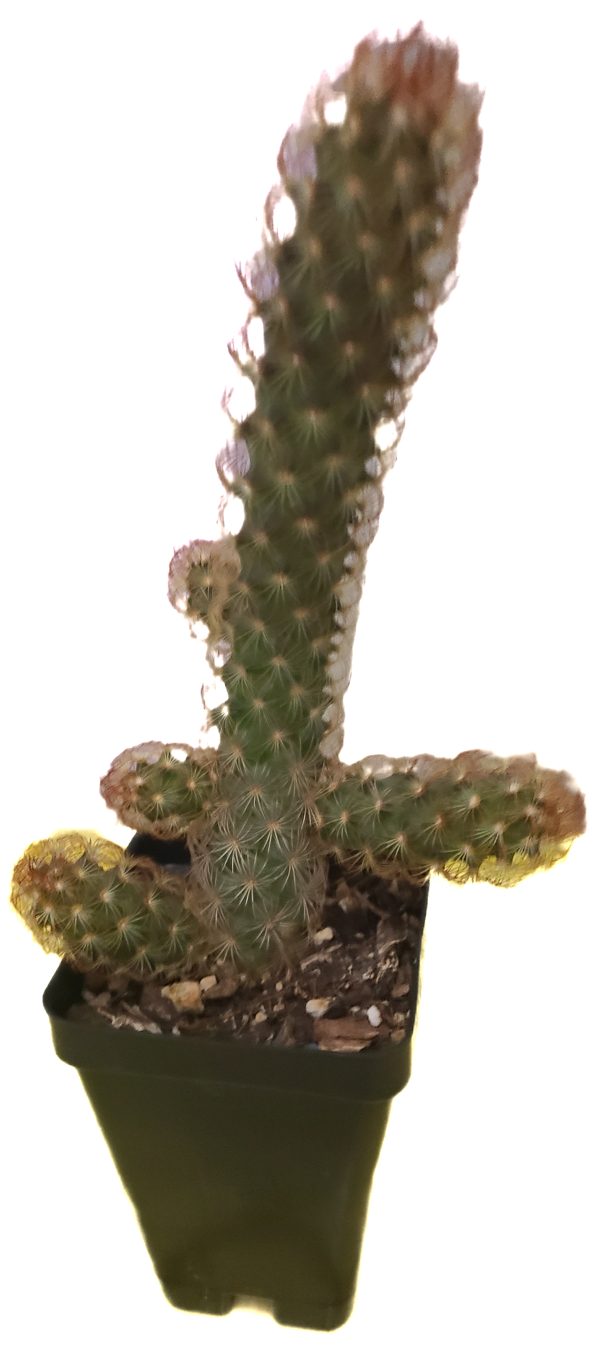 Bunny Ear catus