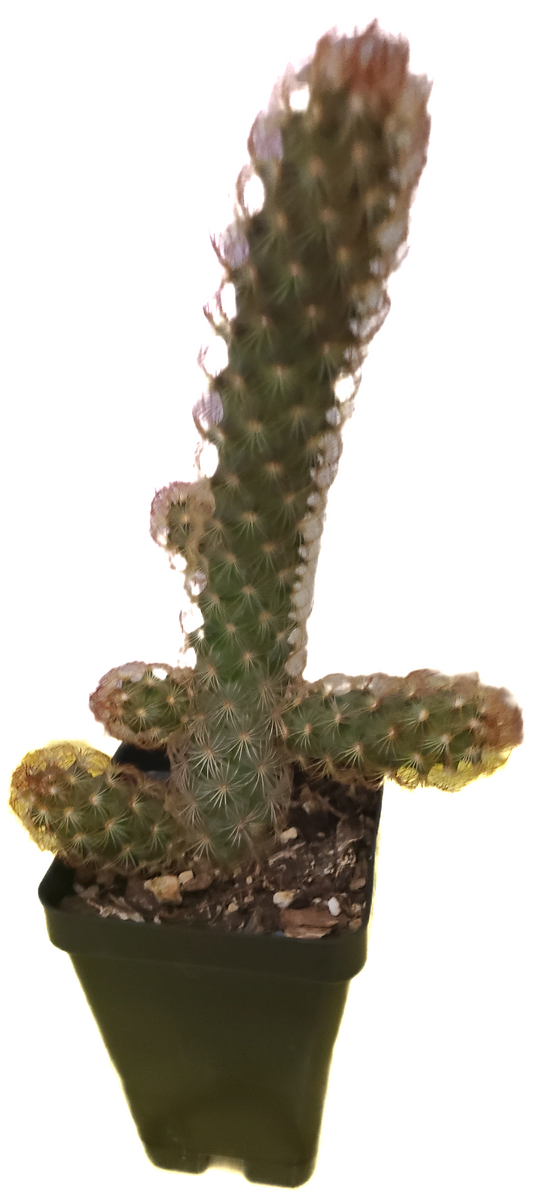 Bunny Ear catus