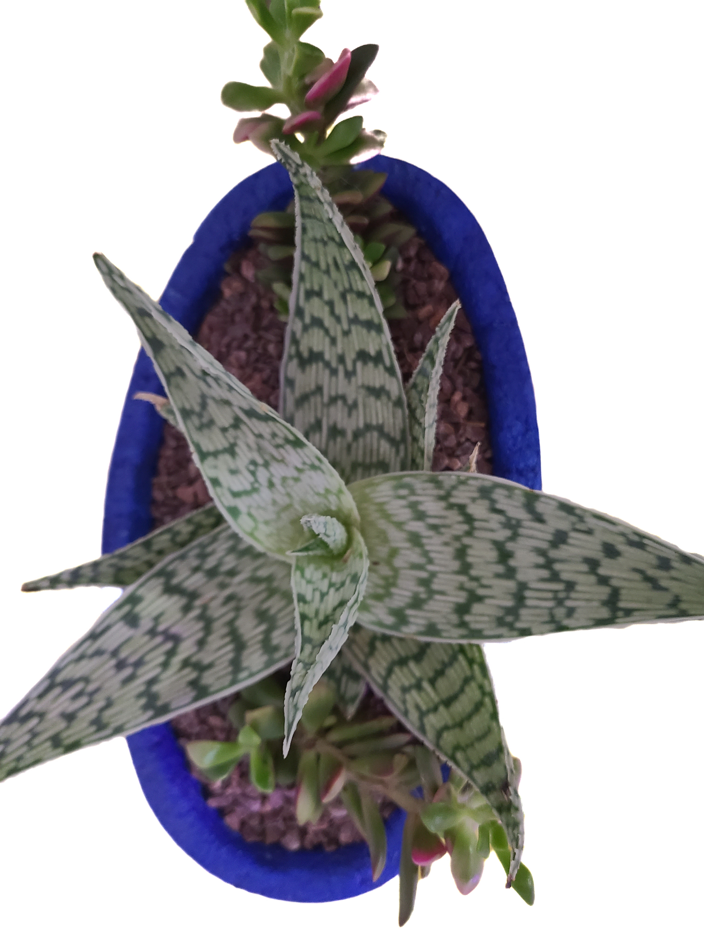 Aloe dorothease
