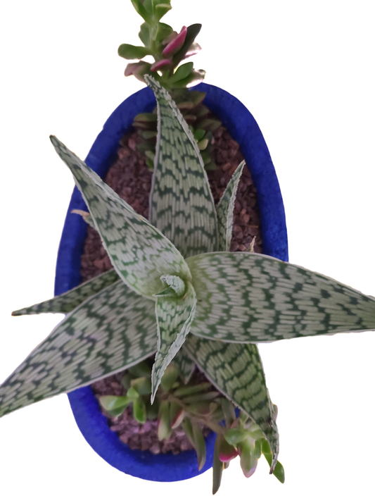 Aloe dorothease