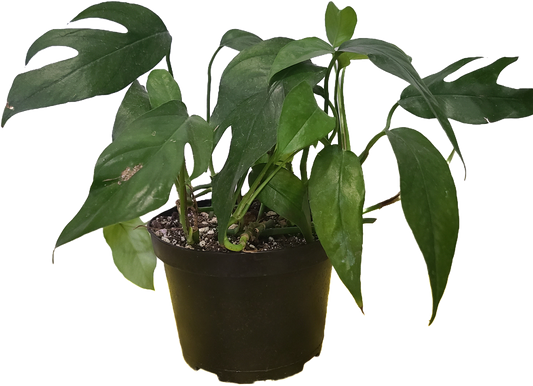 Rhaphidophora tetrasperma, commonly known as the "mini monstera" or "Monstera minima".