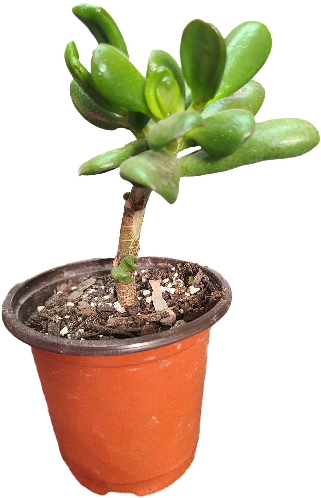 Jade plant