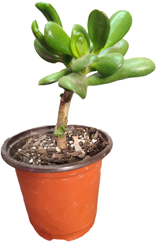 Jade plant