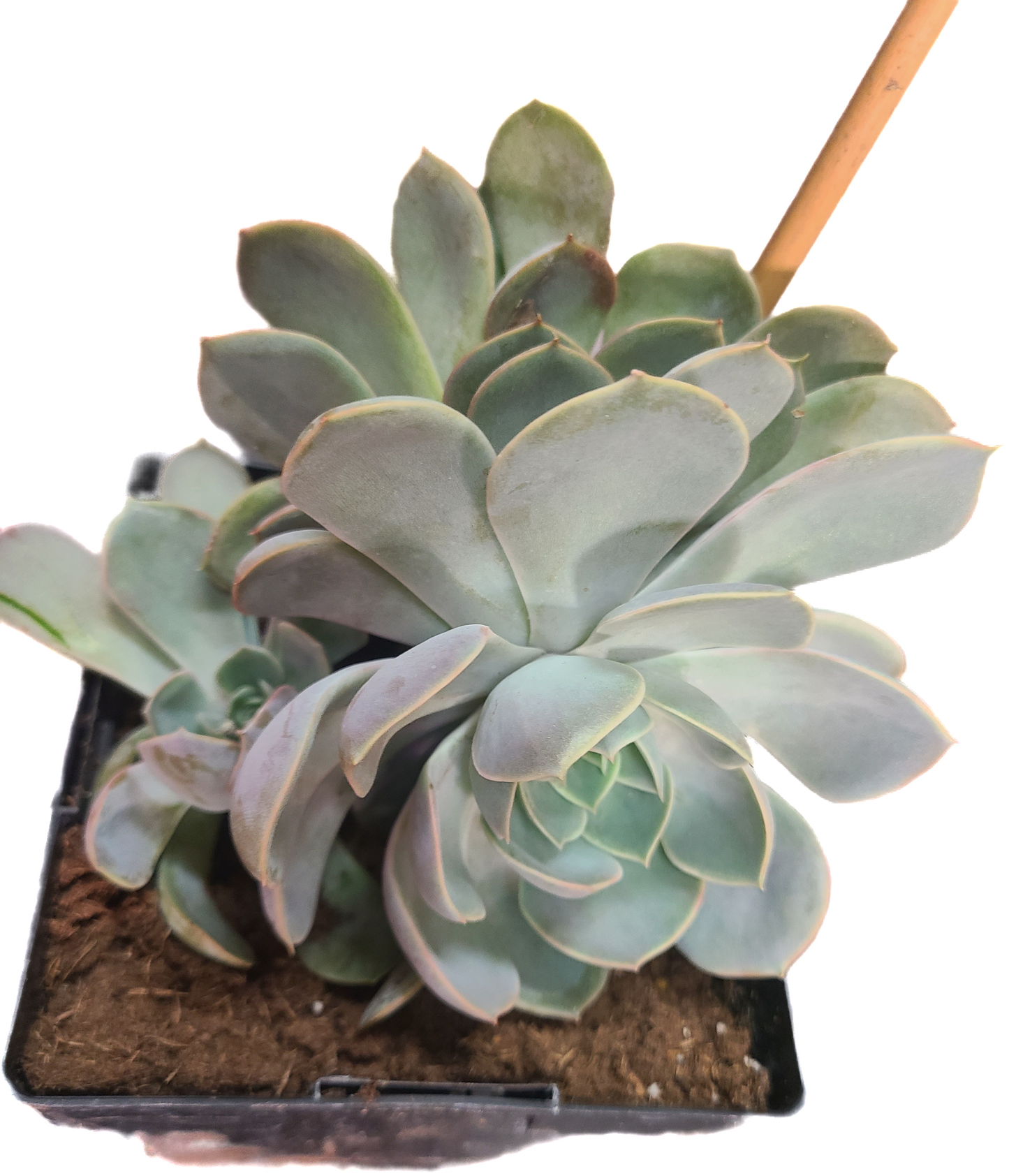 Ghost Echeveria