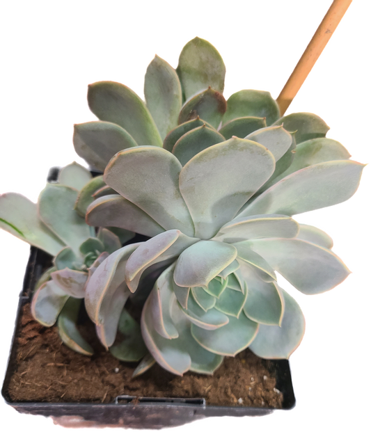 Ghost Echeveria