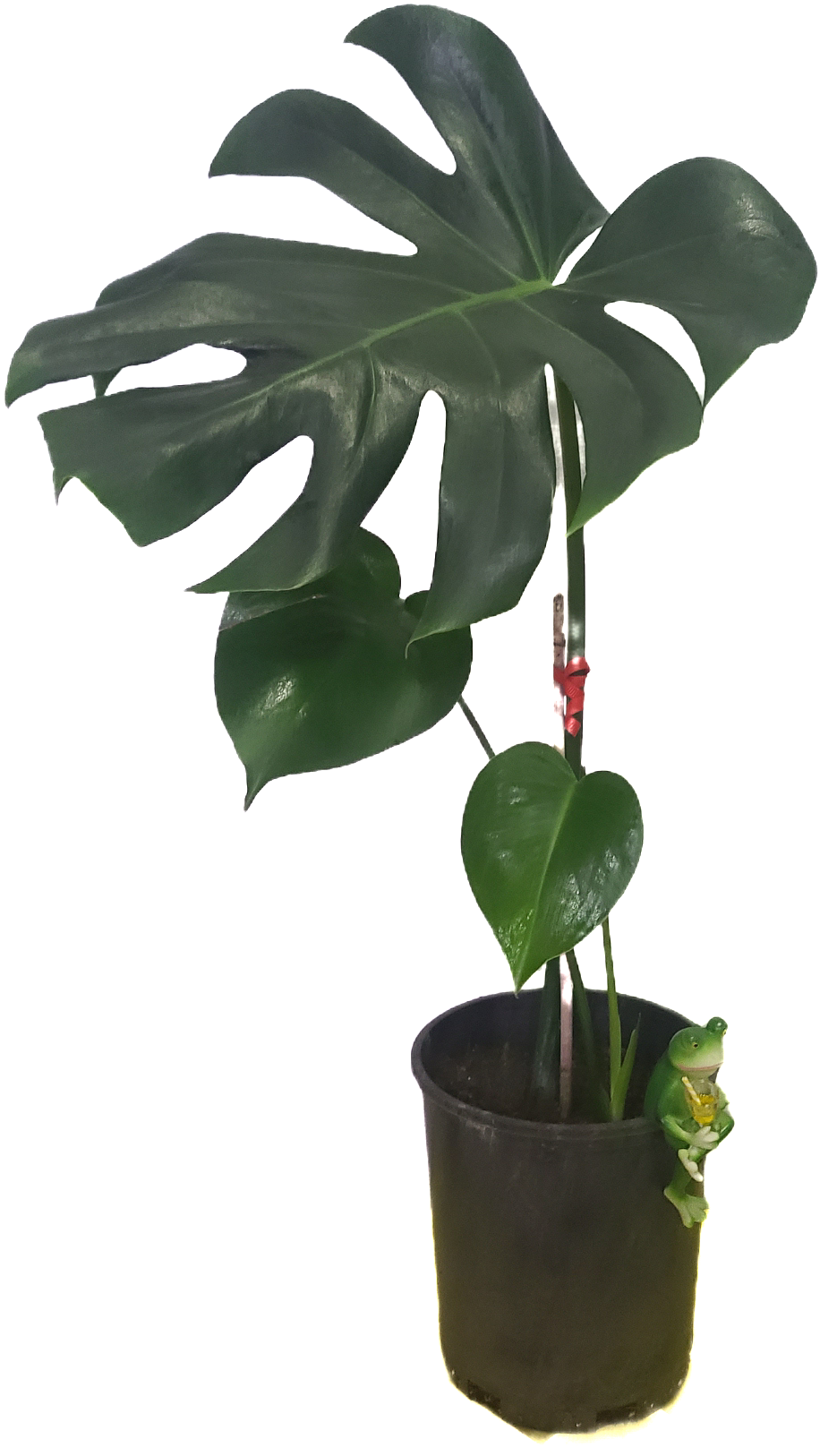 Monstera