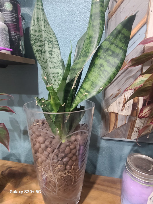 Snake plants (Dracaena trifasciata)